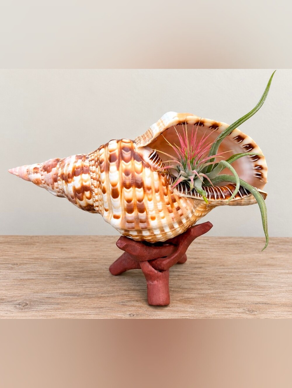 Triton SeaShell | 4” Wooden Stand | Read Description